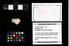 Foto (Objekt + Etikett) von Decapoda indet.  (NHMW-GEO-2014-0194-0145)